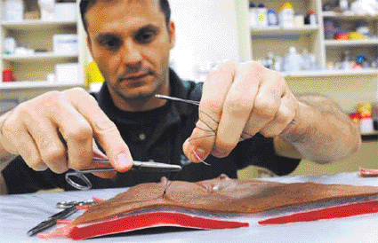 Image: A CSU student practicing his stitches on Artificial Tissue (photo courtesy Colorado State University). Image: A CSU student practicing his stitches on Artificial Tissue (photo courtesy Colorado State University).